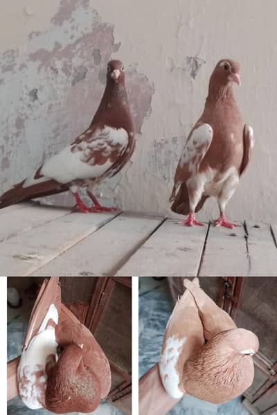 Lal Khal Chap Breeder Pair Available