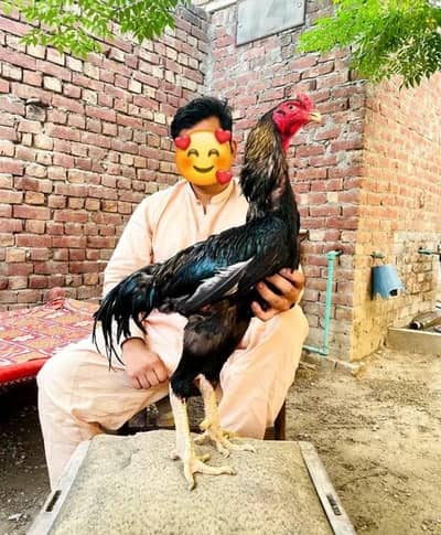 ADULT SHAMOO MALE And Chick available