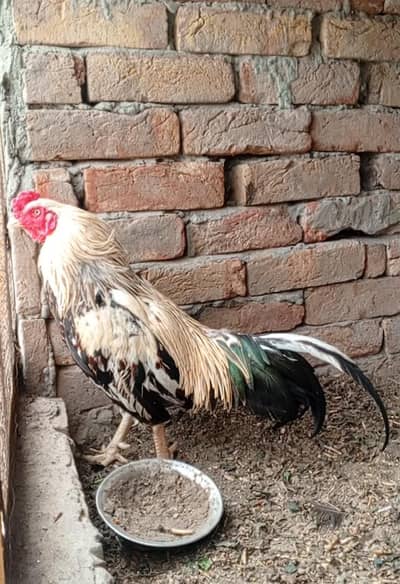 merathi murgha
