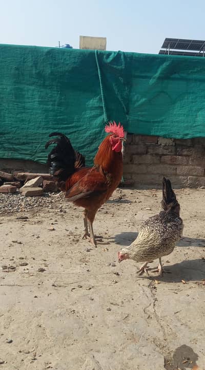 Desi murgian