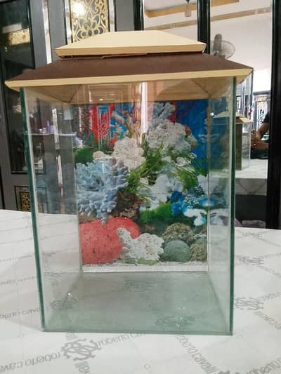 fish aquarium