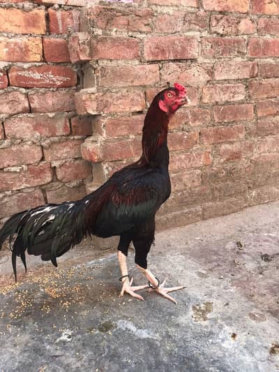 Aseel Murgha for Sale | Turkish Hint + Viet Cross