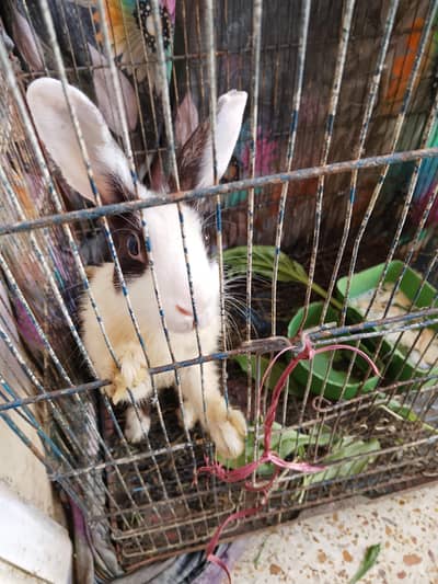 Urgent sale. 1000