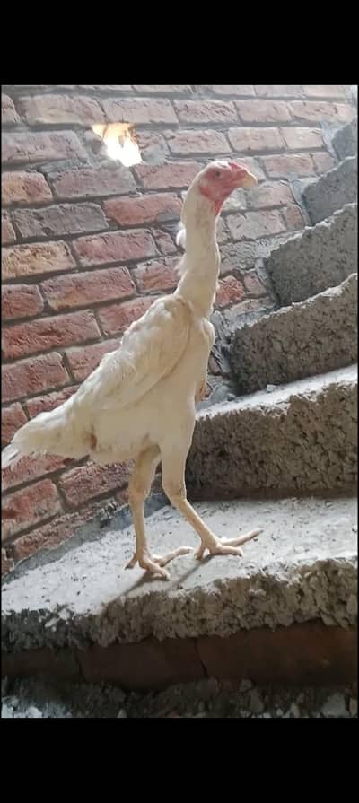 high quality shamo female argent sale jis ko chiya h rabta kara