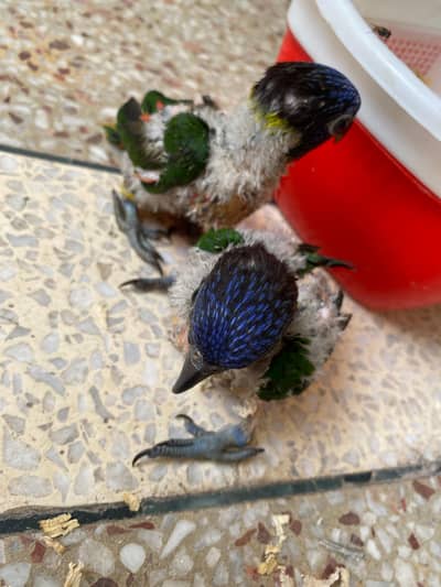 Rainbow lory chicks for sale