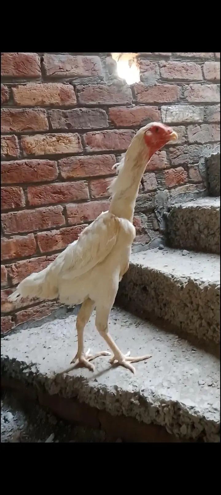 high quality shamo female argent sale jis ko chiya h rabta kara — photo 4