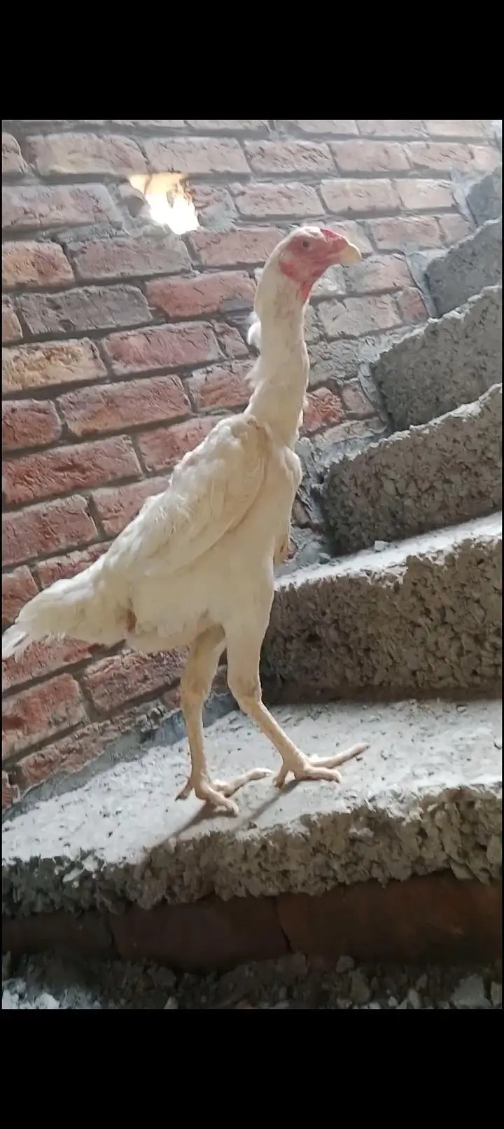 high quality shamo female argent sale jis ko chiya h rabta kara — photo 5