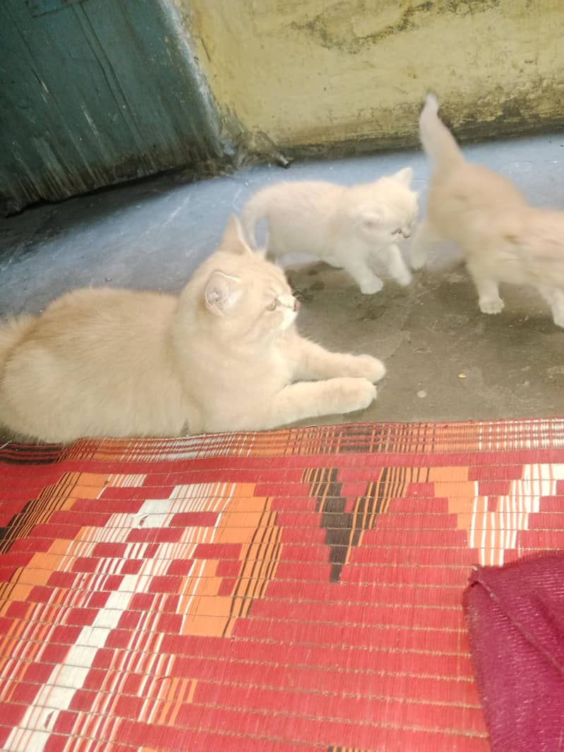 بلی ہے ترپل کوٹ سات دو بچے ہیں مجھے پیسوں کی ضرورت ہے میں نے سیل کرنے 1