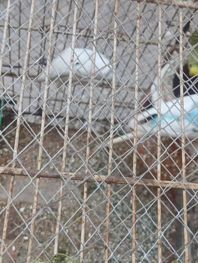 healthy and active austrailian budgies for sale