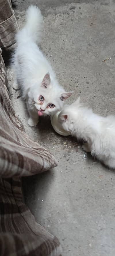 Persian cats pair
