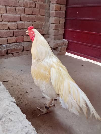 chenni Madi with 1 chick or white boska male