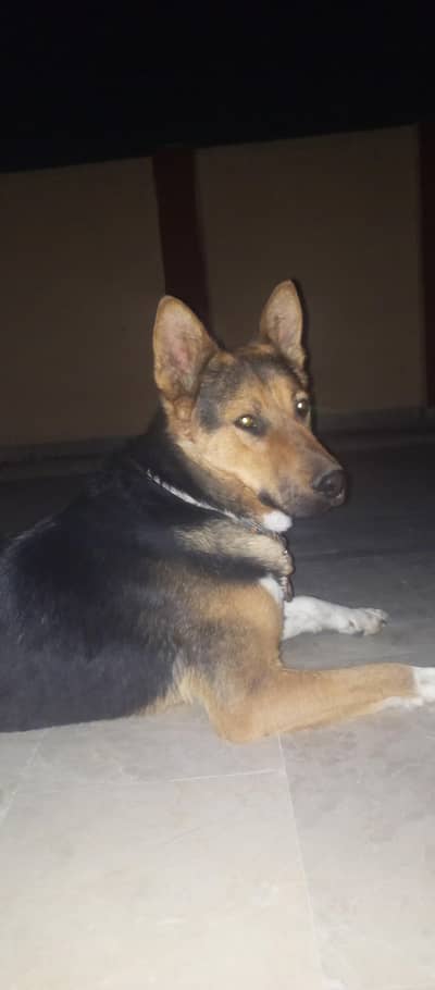 German Shepherd 15k (only quetta) if interested contact