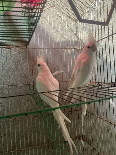 White Cockatiel Pair (Red Eyes) – Healthy & Beautiful Breeding