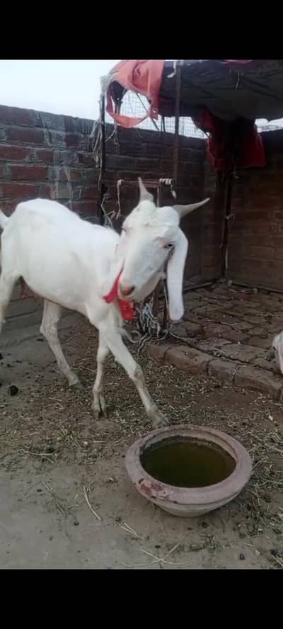 urgent sell bakre +bacha. 03014073620
