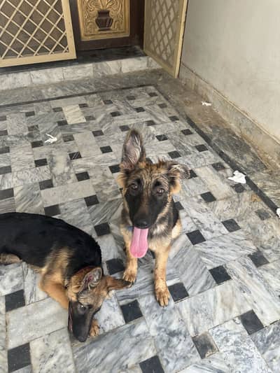 German female puppies for sale
