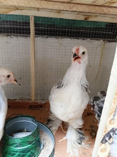 Light Columbian Brahma pullets and Mottled Bantam Young Male