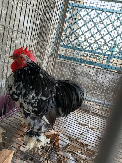 Mottled Cochin Bantam Young Male