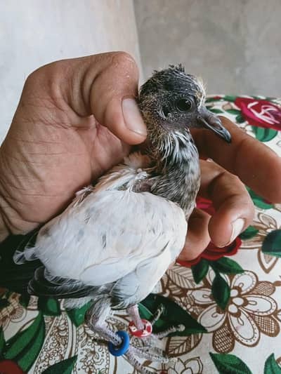 High flying baby pigeon