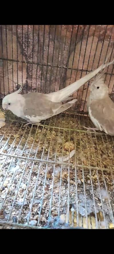 cocktail chicks and breeder pairs