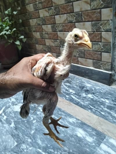 Aseel Patha Long height