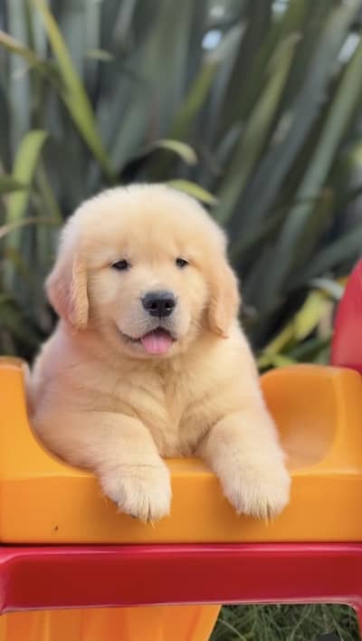 Golden retriever puppy