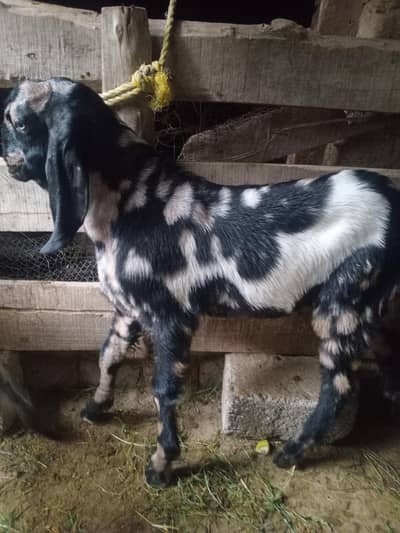bakra