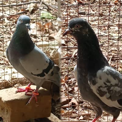 teddy pigeons pair (one white pair) one black pair
