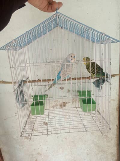 Parrot bajri pair with cage urgent for sale