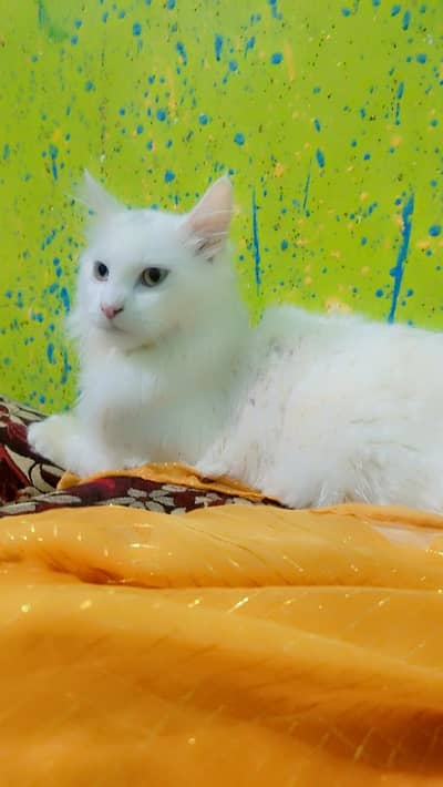 Persian cat Himalayan cross pure white