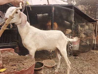 URGENT 2 Bakri or 2 Bache