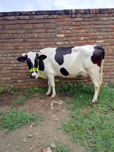 Holstein Friesian 7.5 month pregnant cow