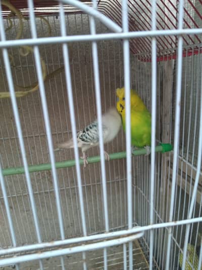 budgies