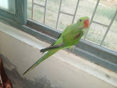 tame ha bcha ha talking suru kr di ha
