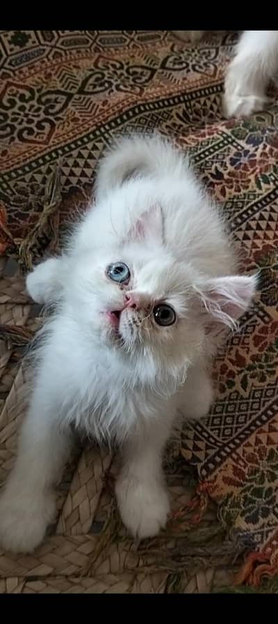 Odd Eyes Persian Female kitten