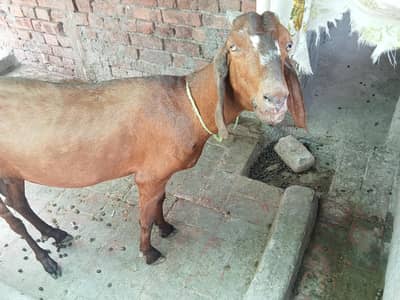 Desi Bakri