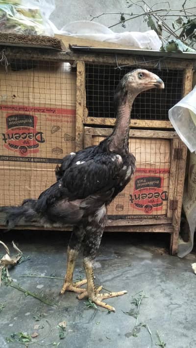 king shamo fimel for sell