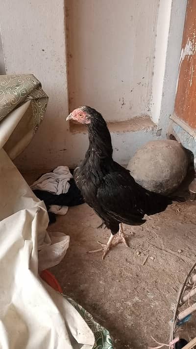 Pure Aseel Mianwali murgi