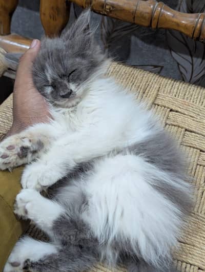 Persian kittens double coated