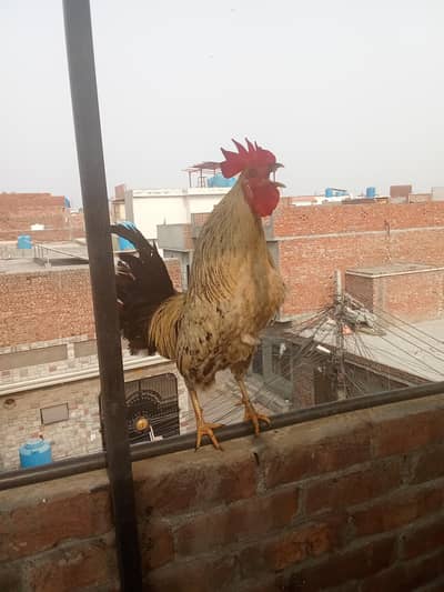 Murga for sale