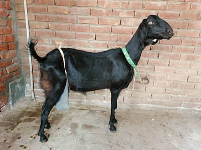 Bakri OR Bache