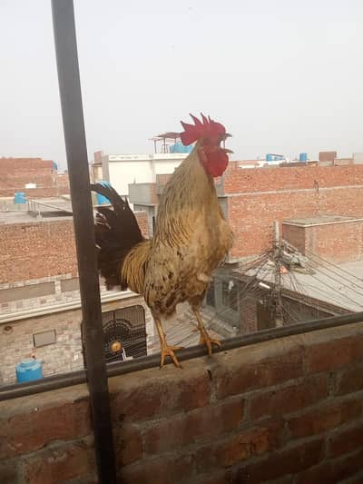 murga for sale