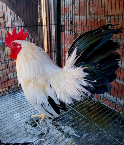 Japanese Bantam || English game