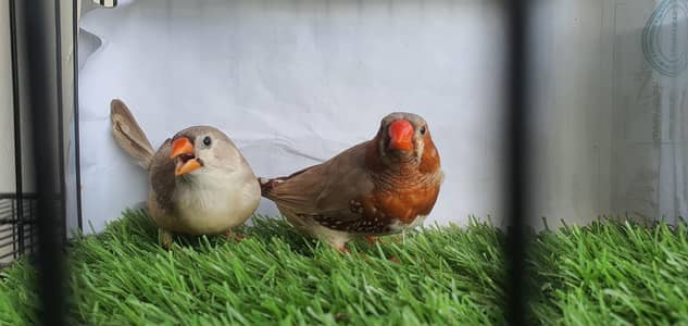 zebra finch mutation