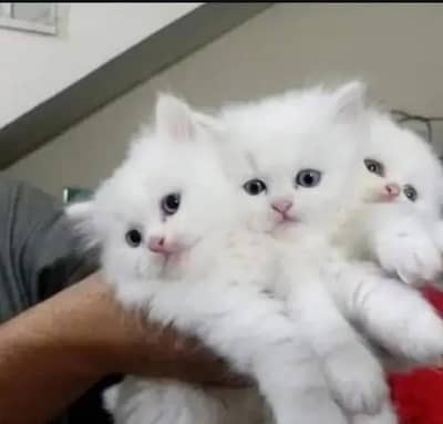 Persian cat for sale 2 month age available