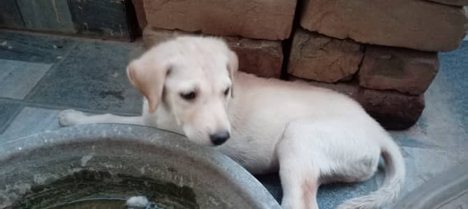Labrador Retriever mix