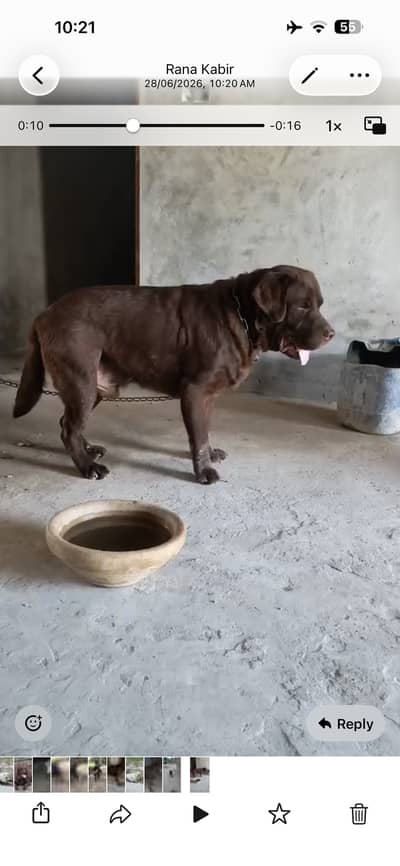 Labrador British 03099183138 watsap