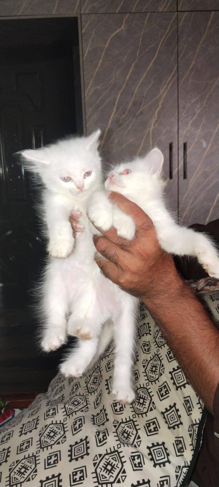 وائٹ کلر ہے ماشاءاللہ 0