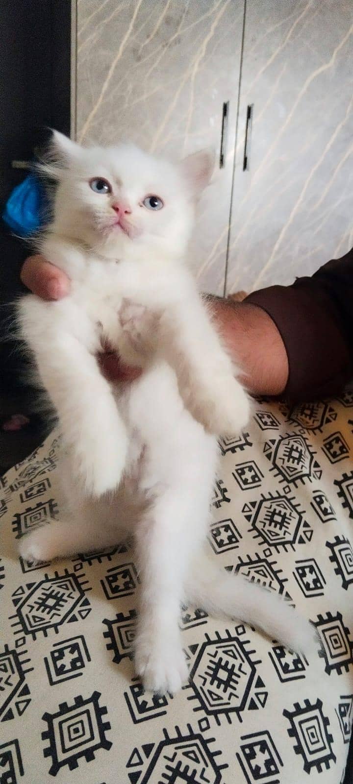 وائٹ کلر ہے ماشاءاللہ 3