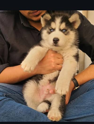 SIBERIAN HUSKY PUPPIES