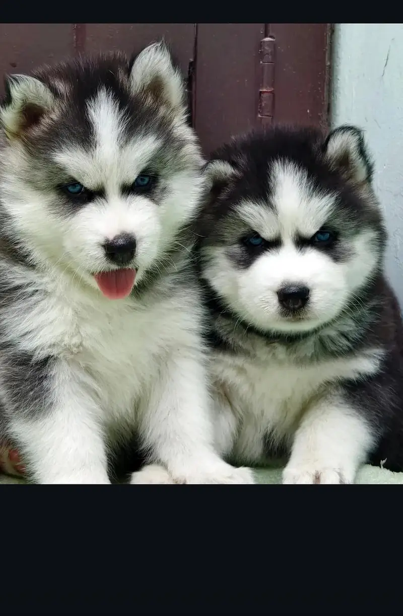 SIBERIAN HUSKY PUPPIES — photo 2